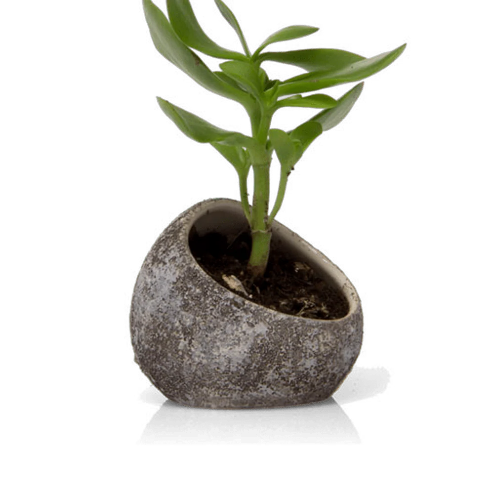 Terrarium Koski Ceramic Air Plant Holder - Image 3