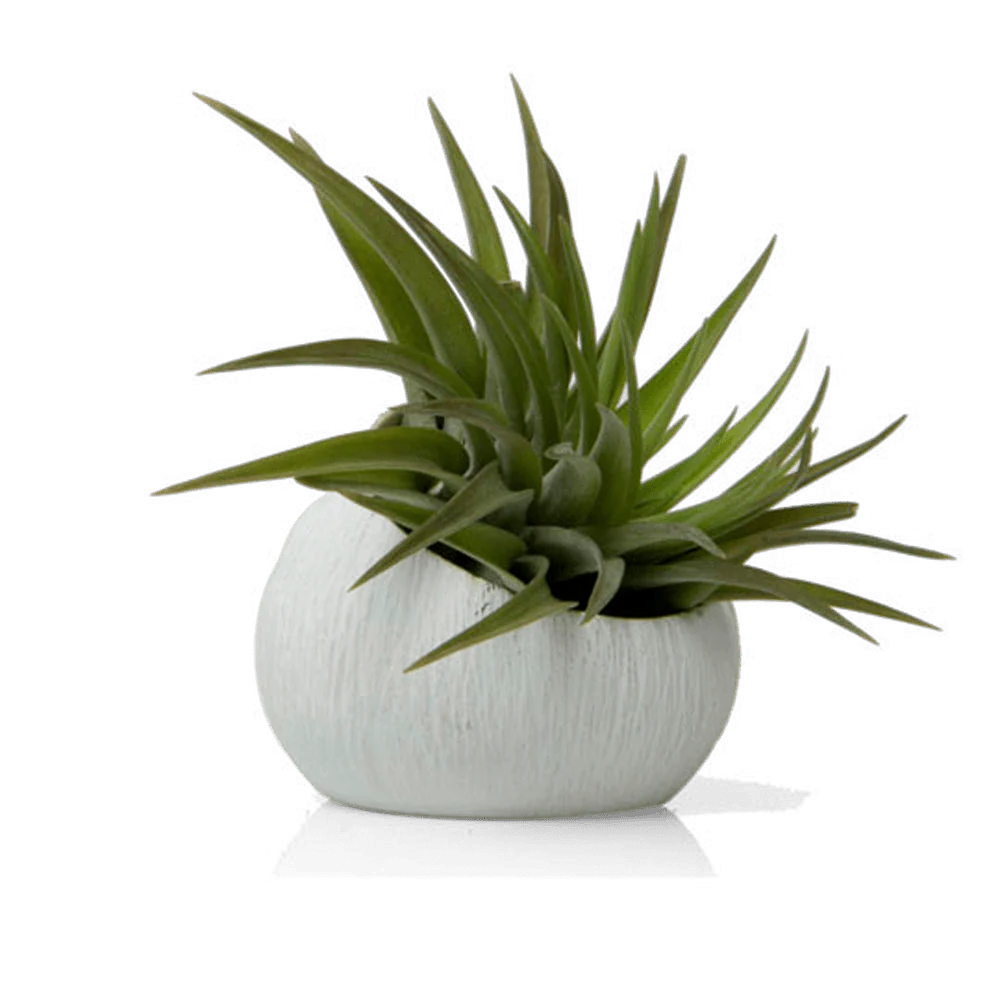 Terrarium Koski Ceramic Air Plant Holder - Image 4
