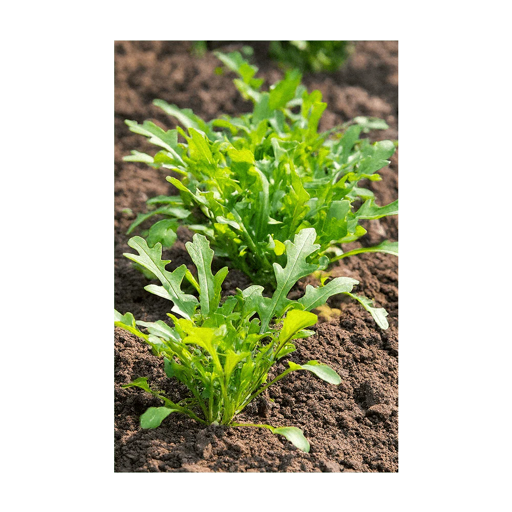 Arugula Vegetable Seeds Packet - Image 3