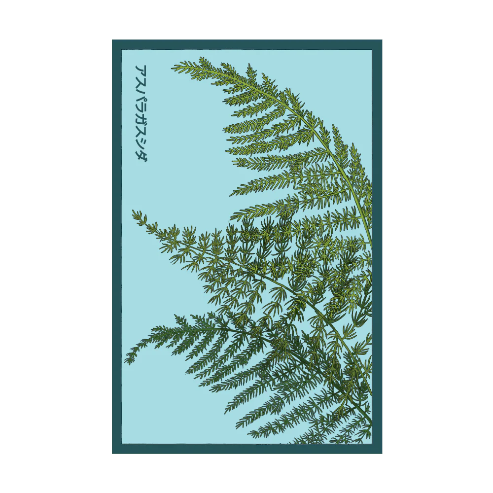 Asparagus Fern Indoor Houseplant Seeds Packet