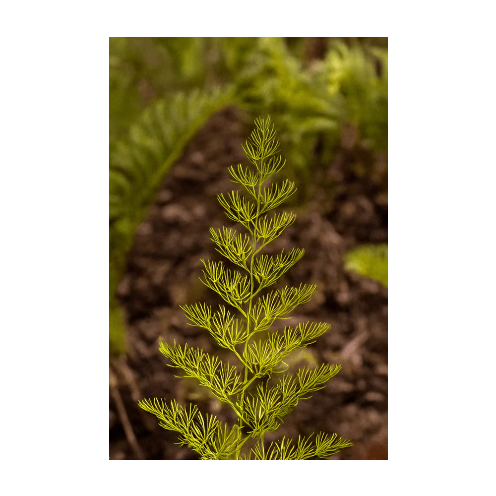 Asparagus Fern Indoor Houseplant Seeds Packet - Image 3