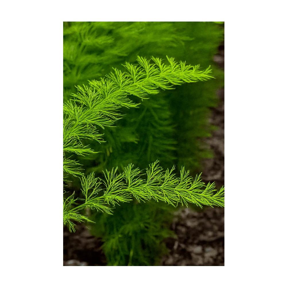 Asparagus Fern Indoor Houseplant Seeds Packet - Image 4