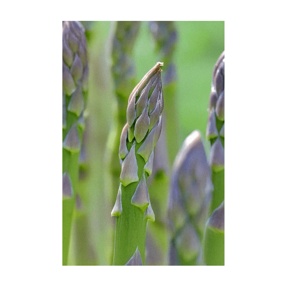 Asparagus Mary Washington Vegetable Seeds Packet - Image 3