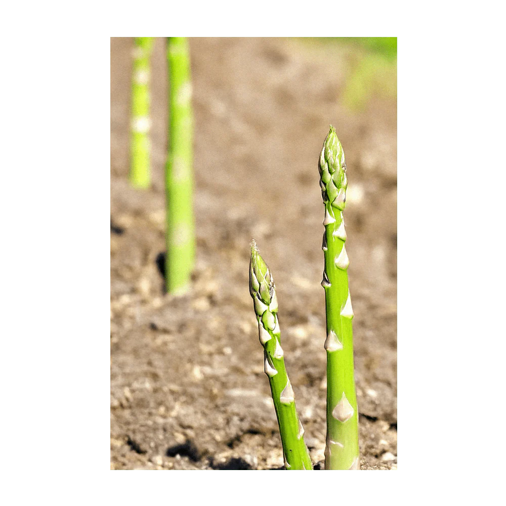 Asparagus Mary Washington Vegetable Seeds Packet - Image 4