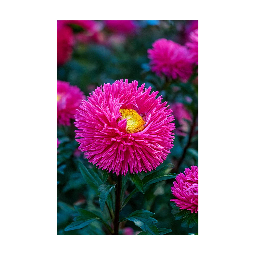 Aster Flower Seeds Packet - Image 3