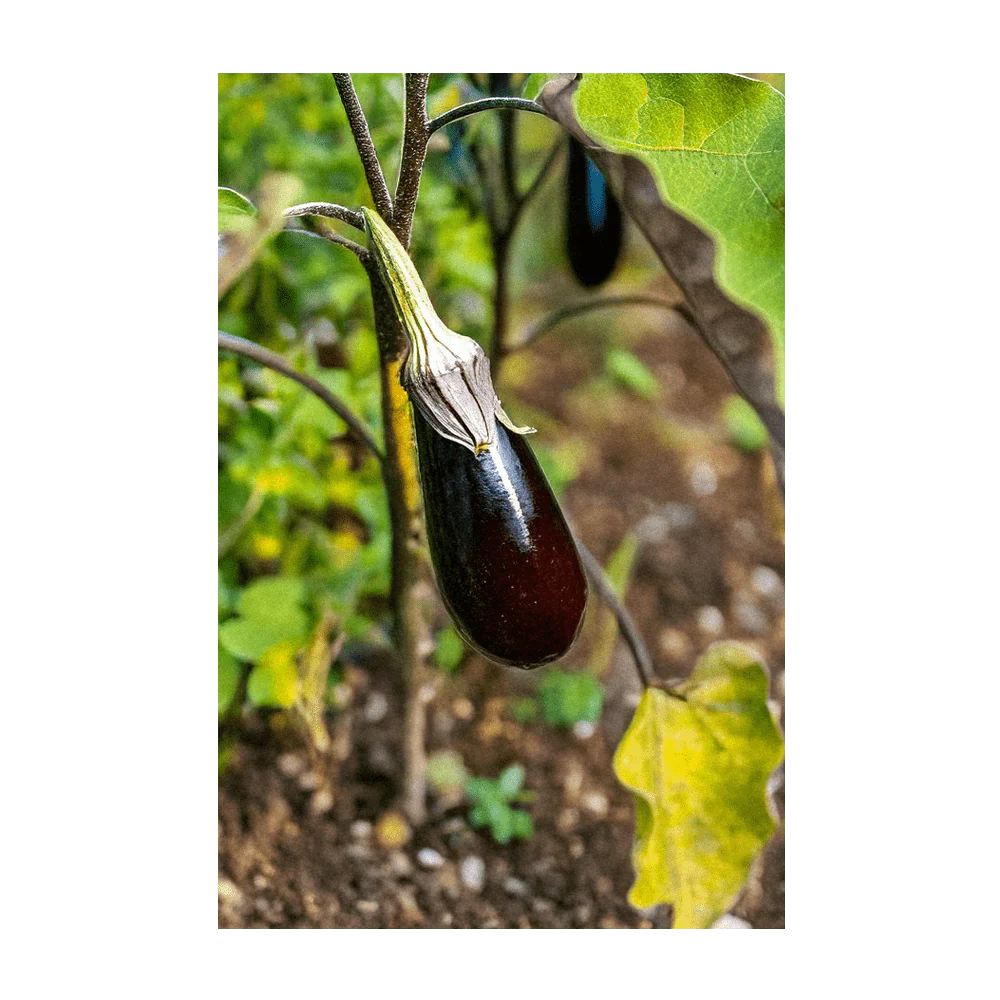 Aubergine Jewel Marble F1 Vegetable Seeds Packet - Image 2