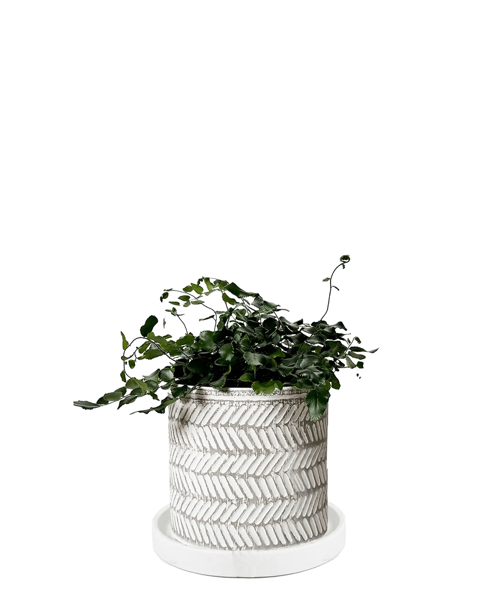 Balter Ceramic Pot And Saucer Set | 5 inch - Image 20