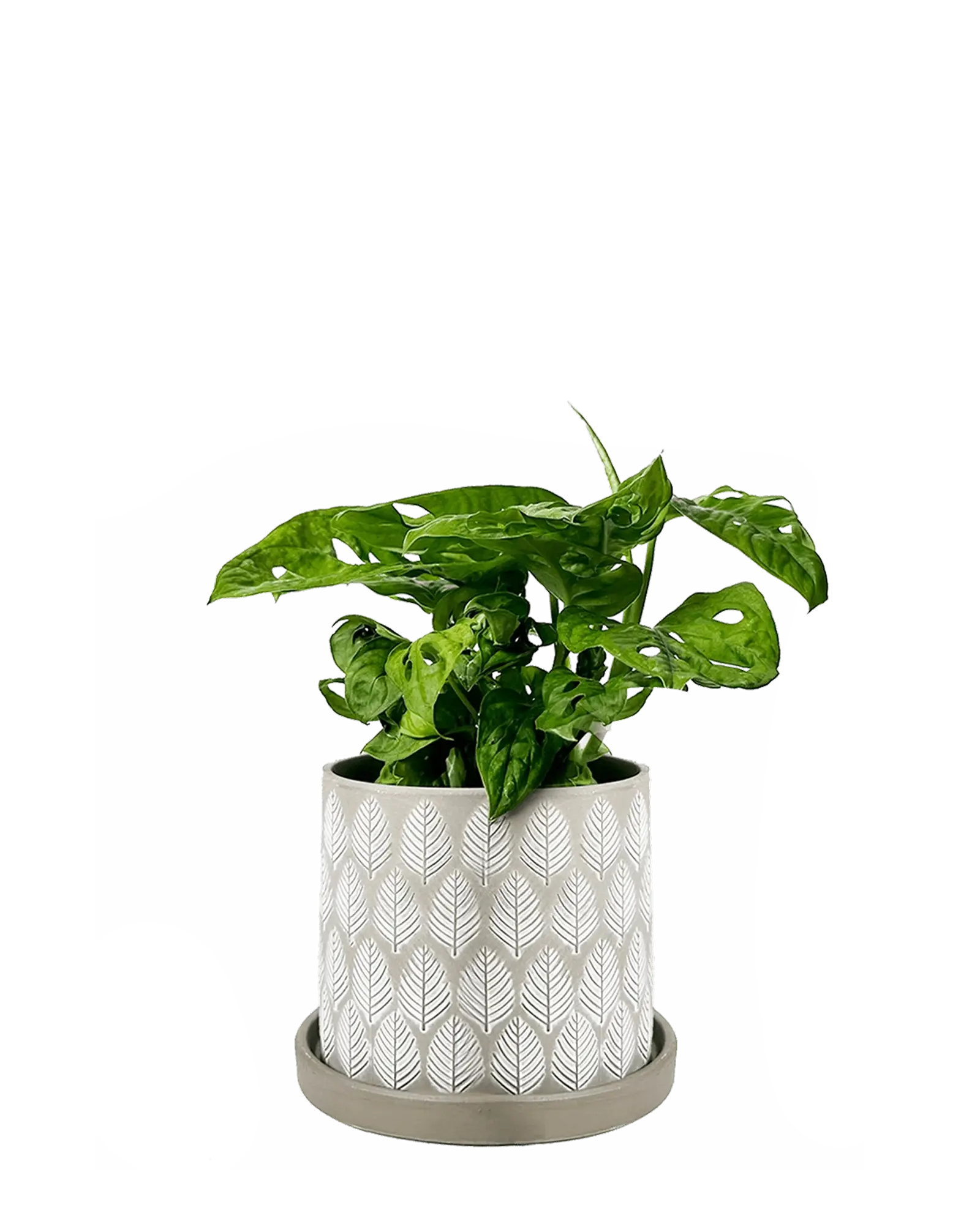 Balter Ceramic Pot And Saucer Set | 5 inch - Image 24