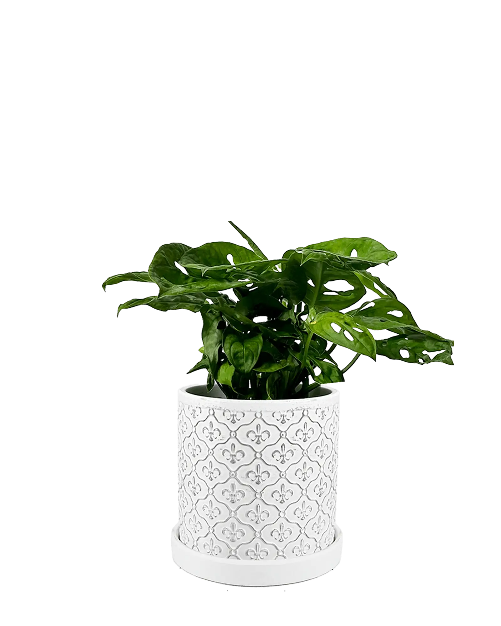 Balter Ceramic Pot And Saucer Set | 3.5 inch - Image 11