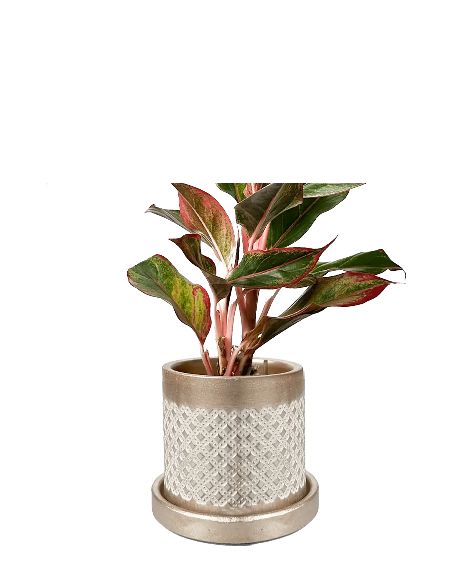 Balter Ceramic Pot And Saucer Set | 5 inch - Image 9