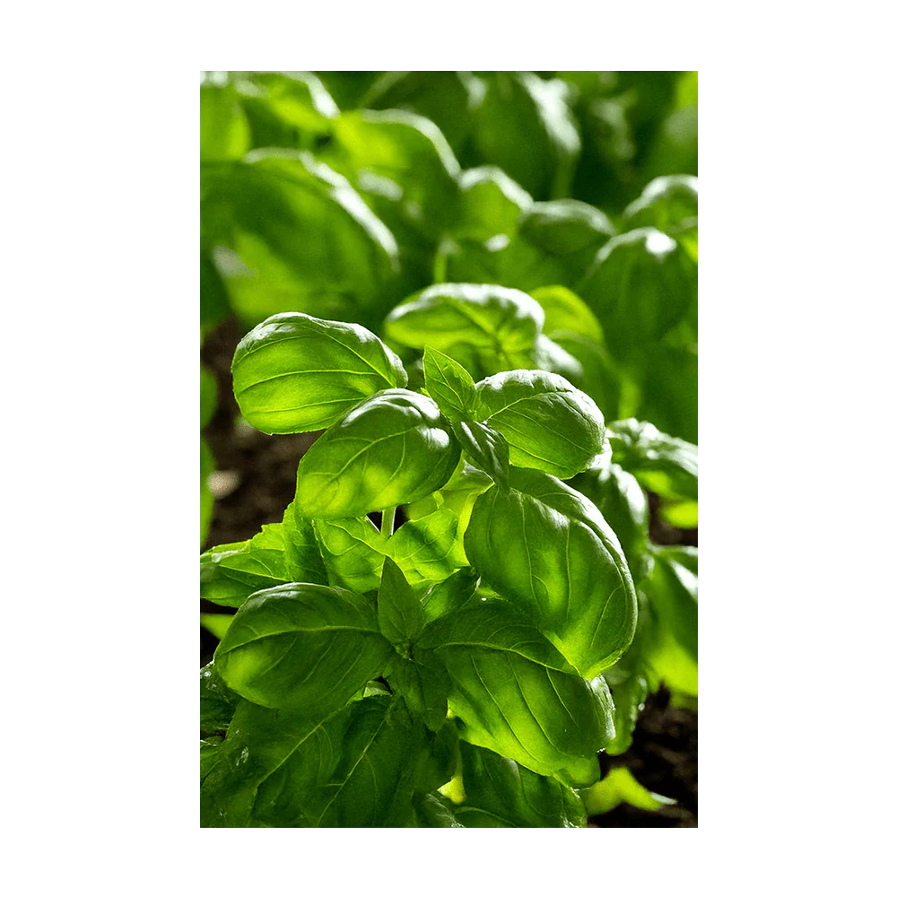 Basil Herb Seeds Packet - Image 3