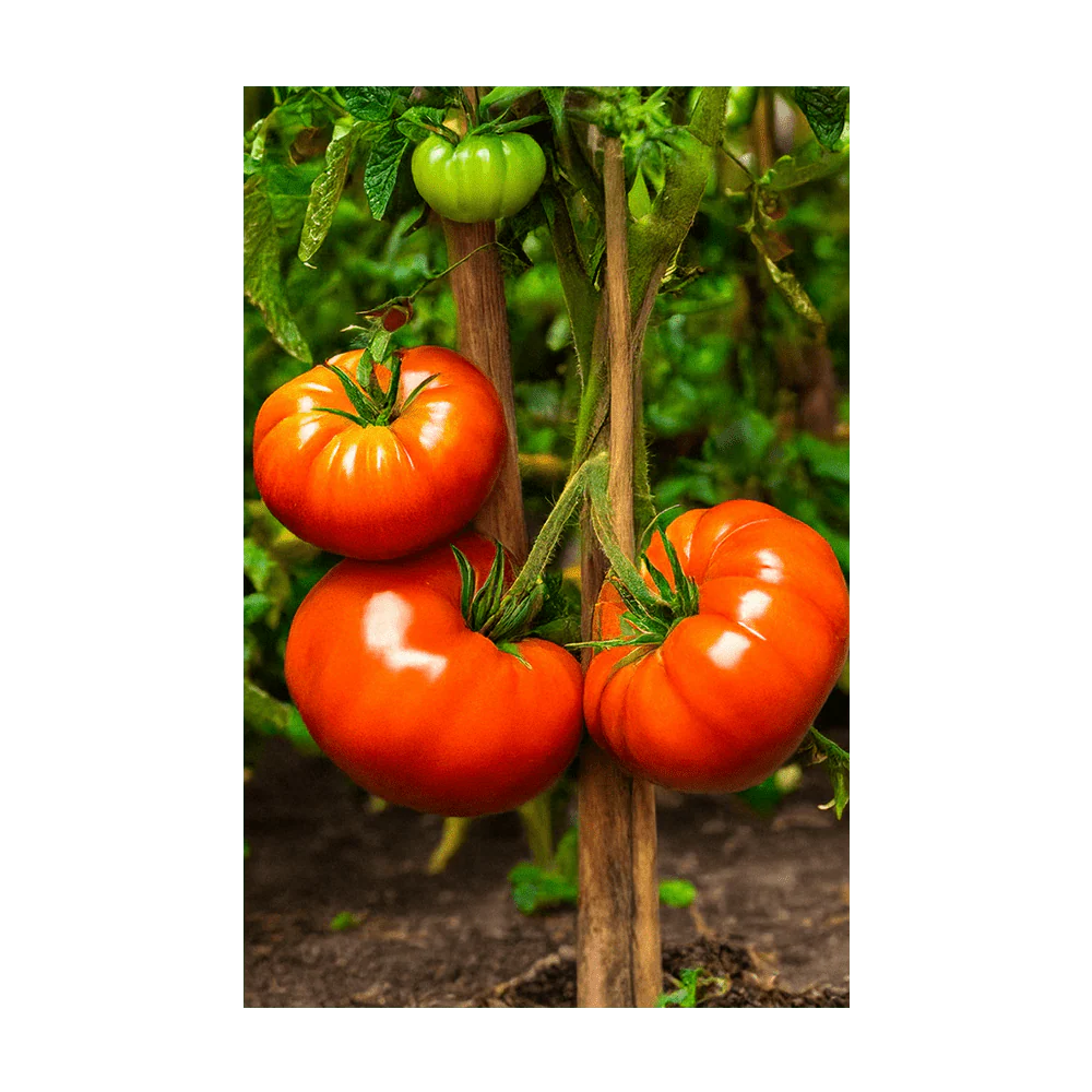Beefsteak Tomato Vegetable Seeds Packet - Image 3