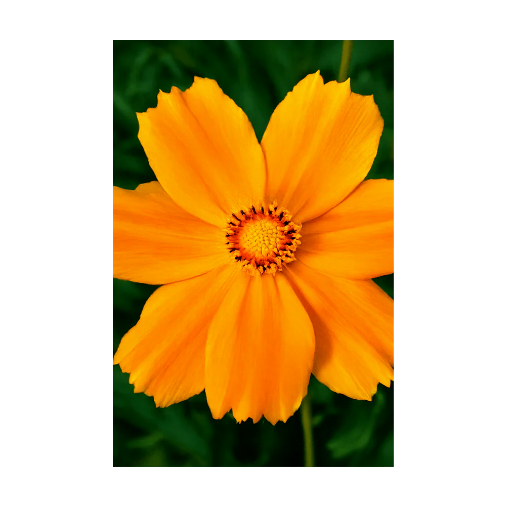 Big Flower Coreopsis Flower Seeds Packet - Image 3
