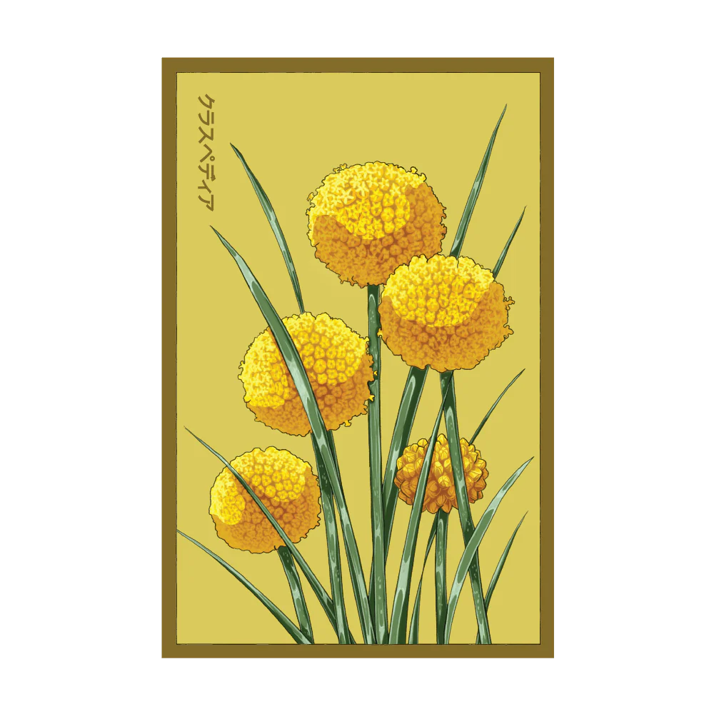 Billy Buttons Flower Seeds Packet