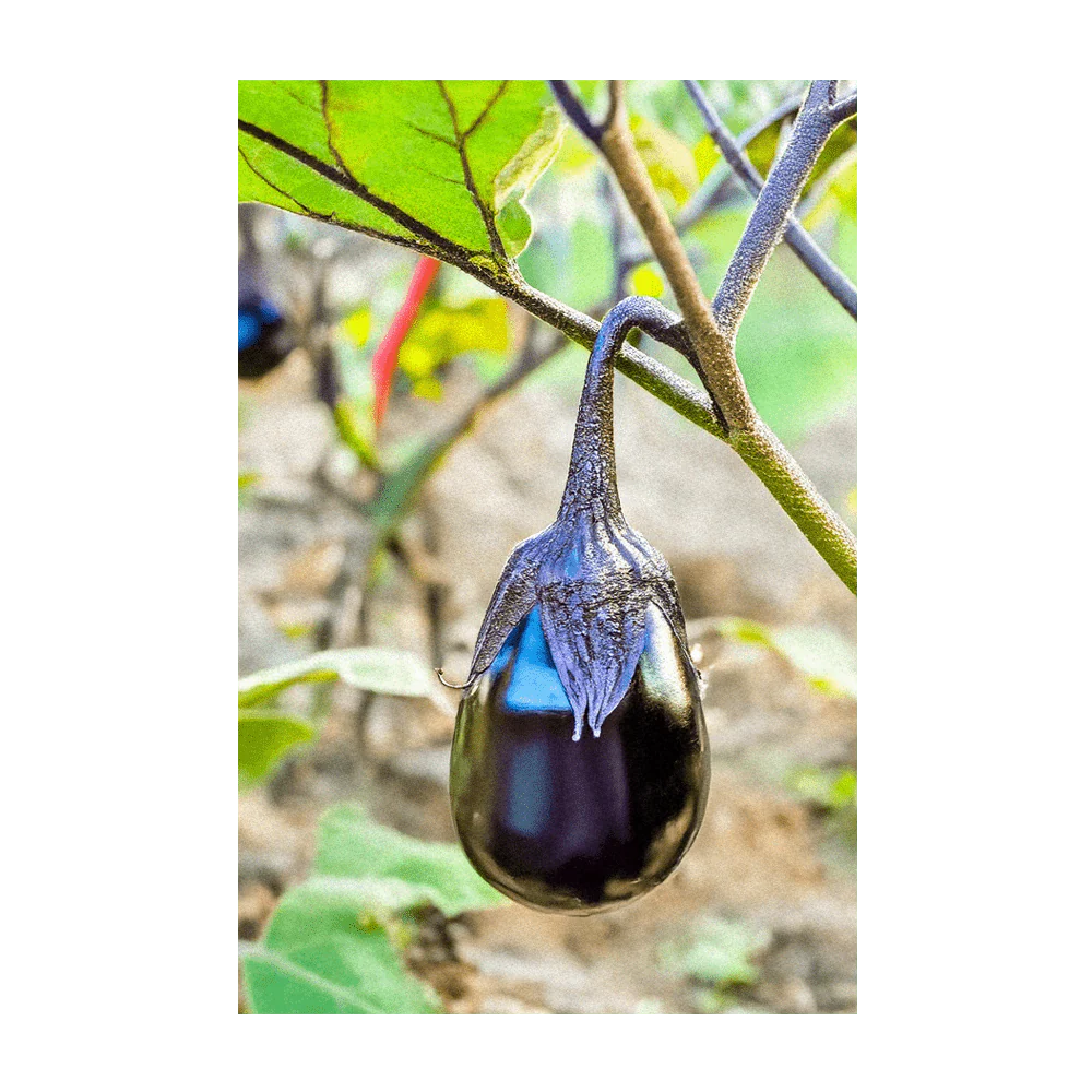Black Beauty Eggplant Vegetable Seeds Packet - Image 3
