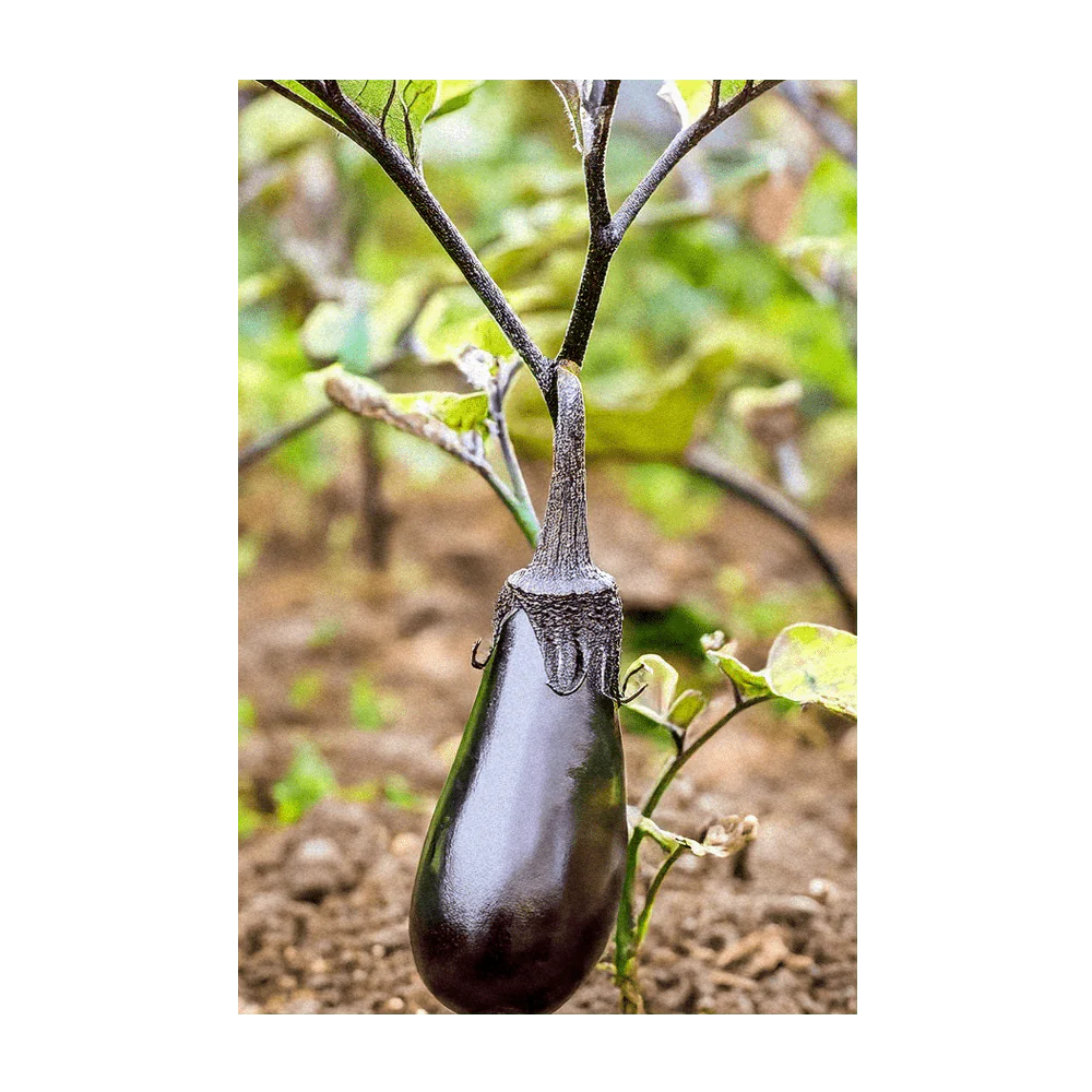 Black Beauty Eggplant Vegetable Seeds Packet - Image 4