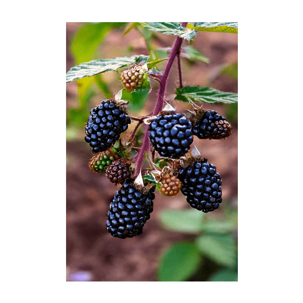 Blackberry Fruit & Berry Seeds Packet - Image 3
