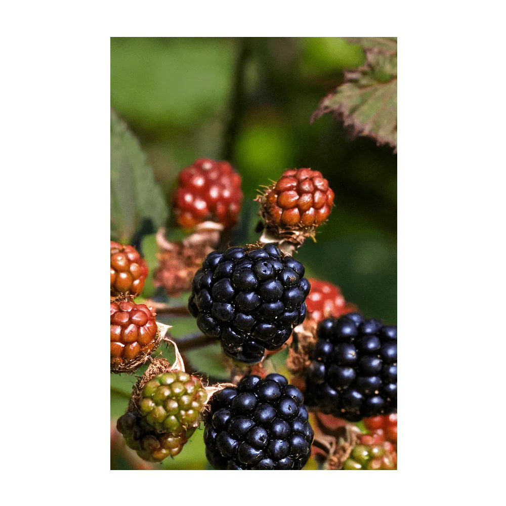 Blackberry Fruit & Berry Seeds Packet - Image 4