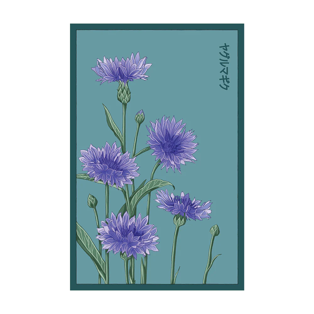 Blue Cornflower Flower Seeds Packet