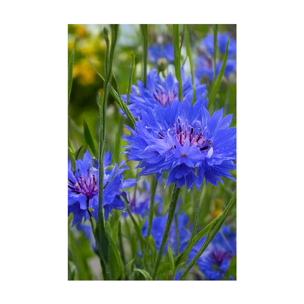 Blue Cornflower Flower Seeds Packet - Image 3