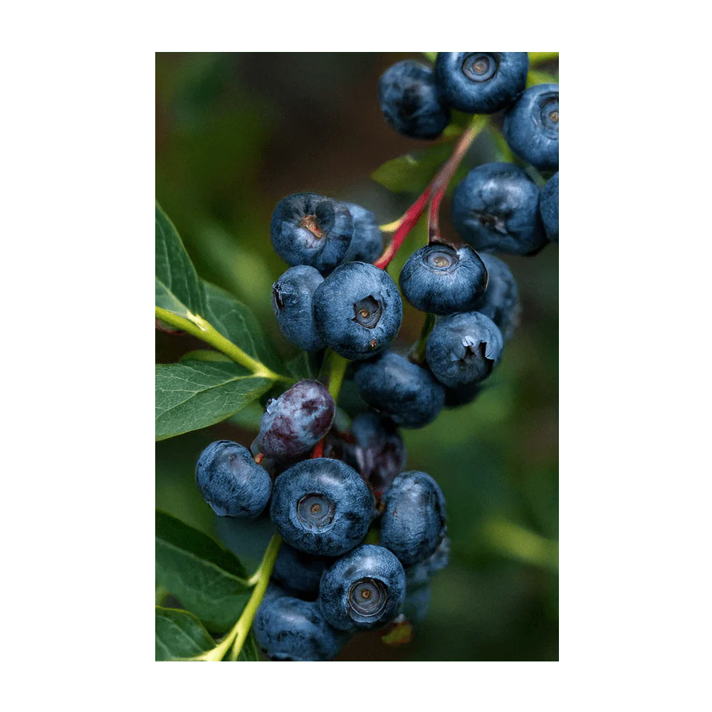Blueberry Fruit & Berry Seeds Packet - Image 3