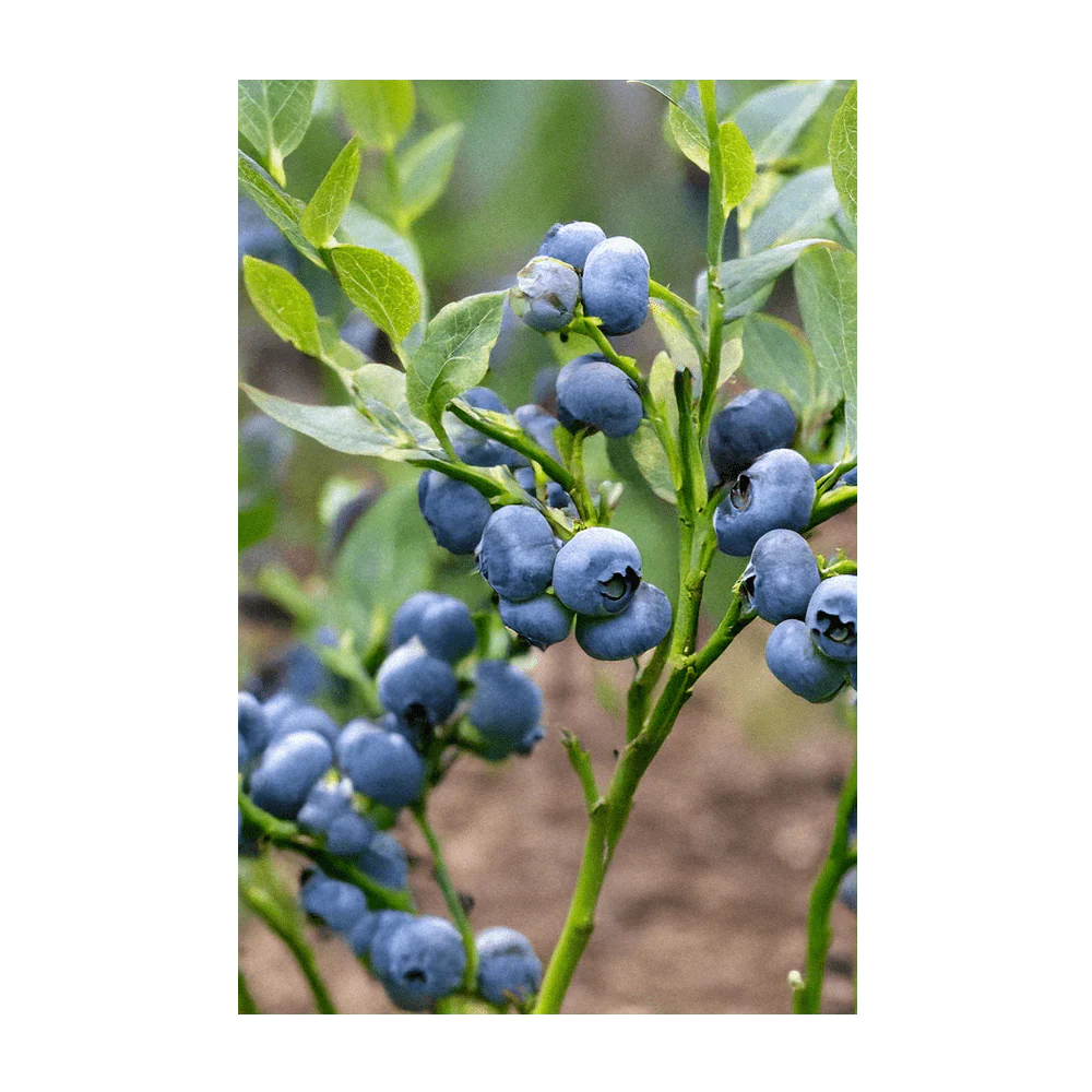 Blueberry Fruit & Berry Seeds Packet - Image 4