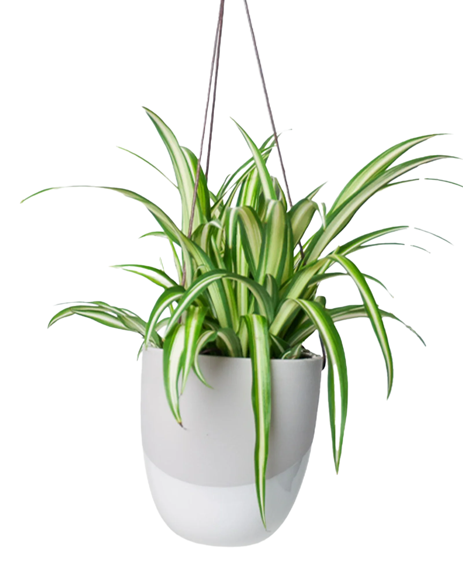 Bobbin Porcelain Modern Hanging Indoor Plant Pot - Image 13