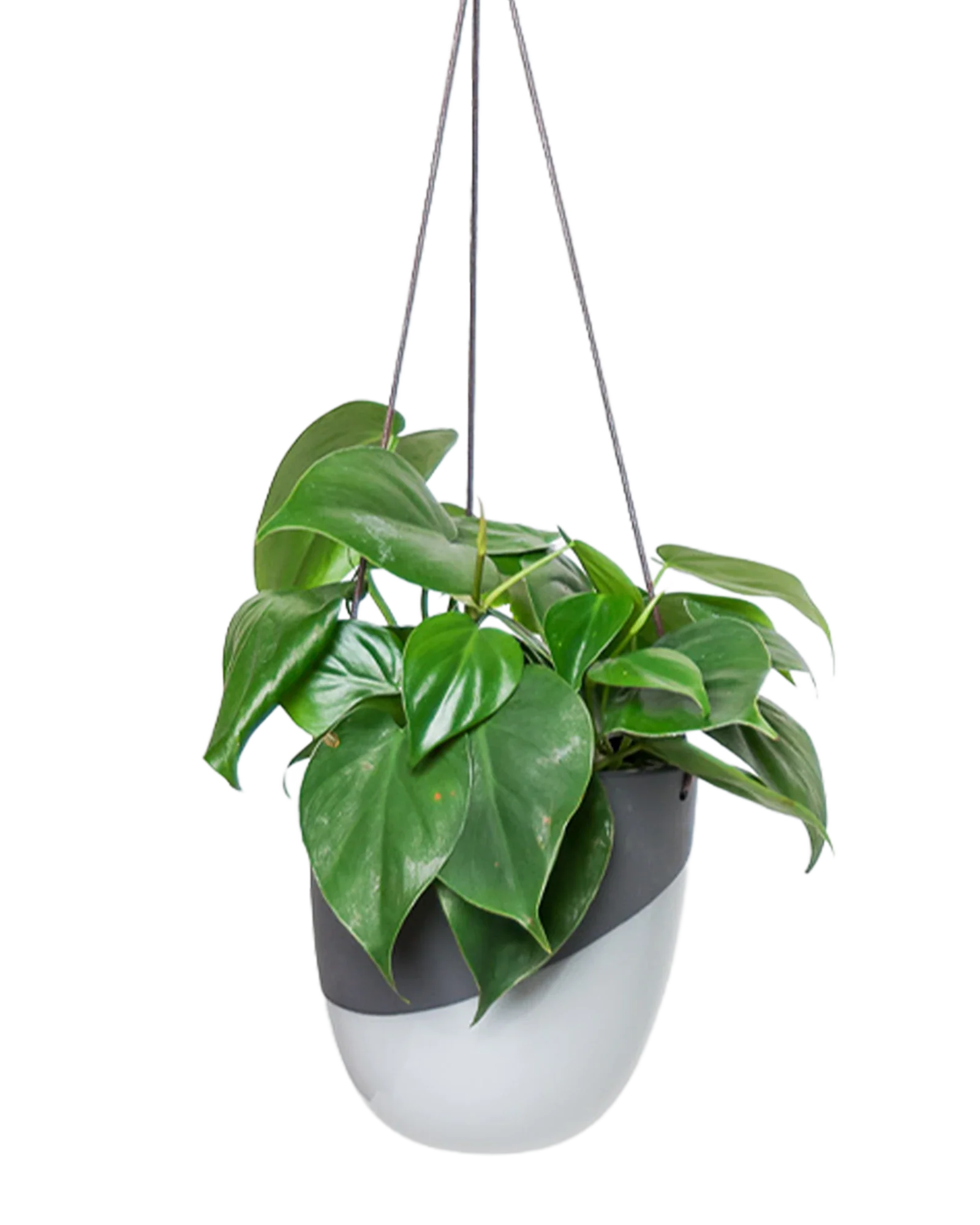 Bobbin Porcelain Modern Hanging Indoor Plant Pot - Image 8