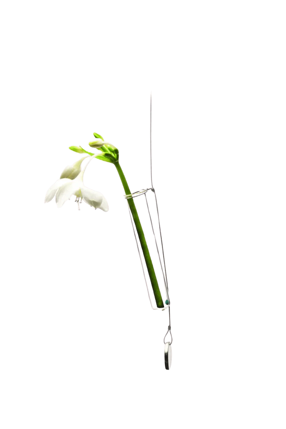 Bolbo Hanging Glass Modern Clear Flower Vase