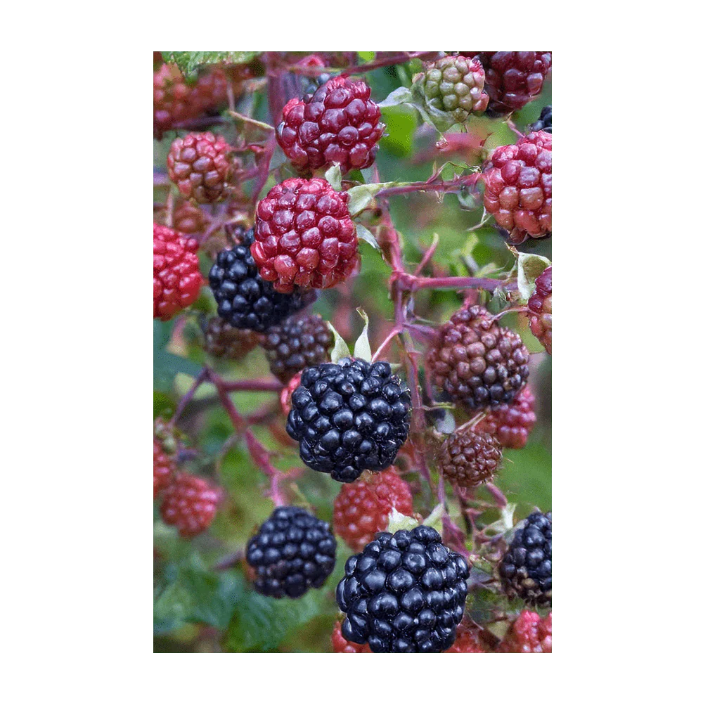 Boysenberry Flower Fruit & Berry Seeds Packet - Image 3