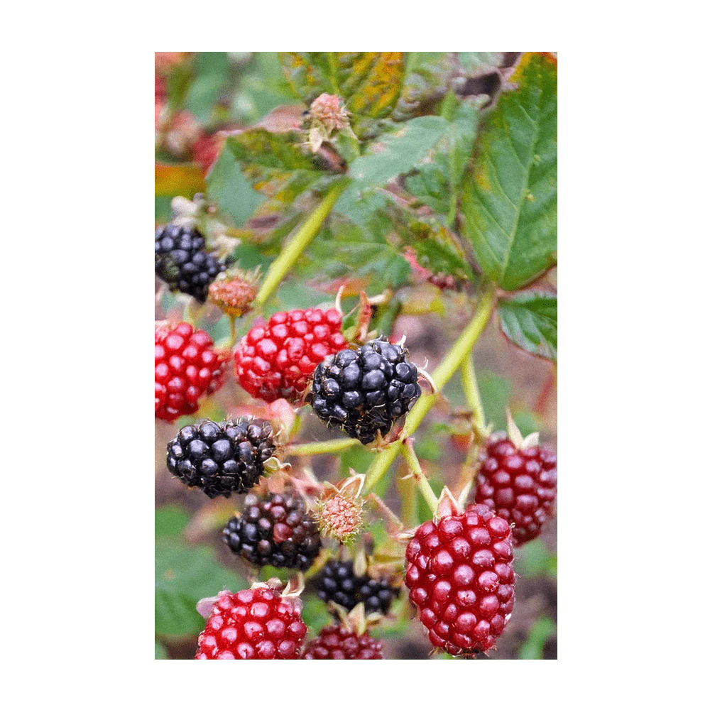 Boysenberry Flower Fruit & Berry Seeds Packet - Image 4