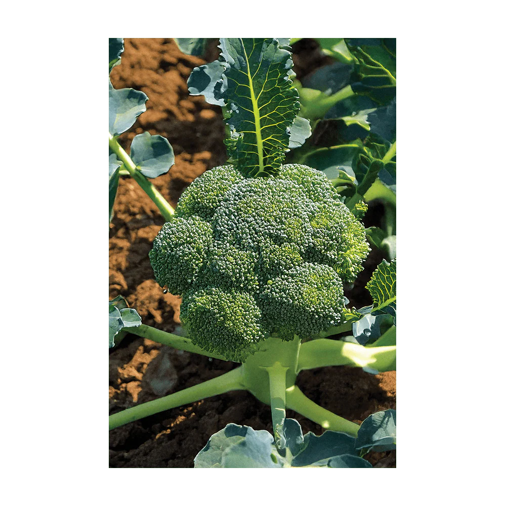 Broccoli Vegetable Seeds Packet - Image 3