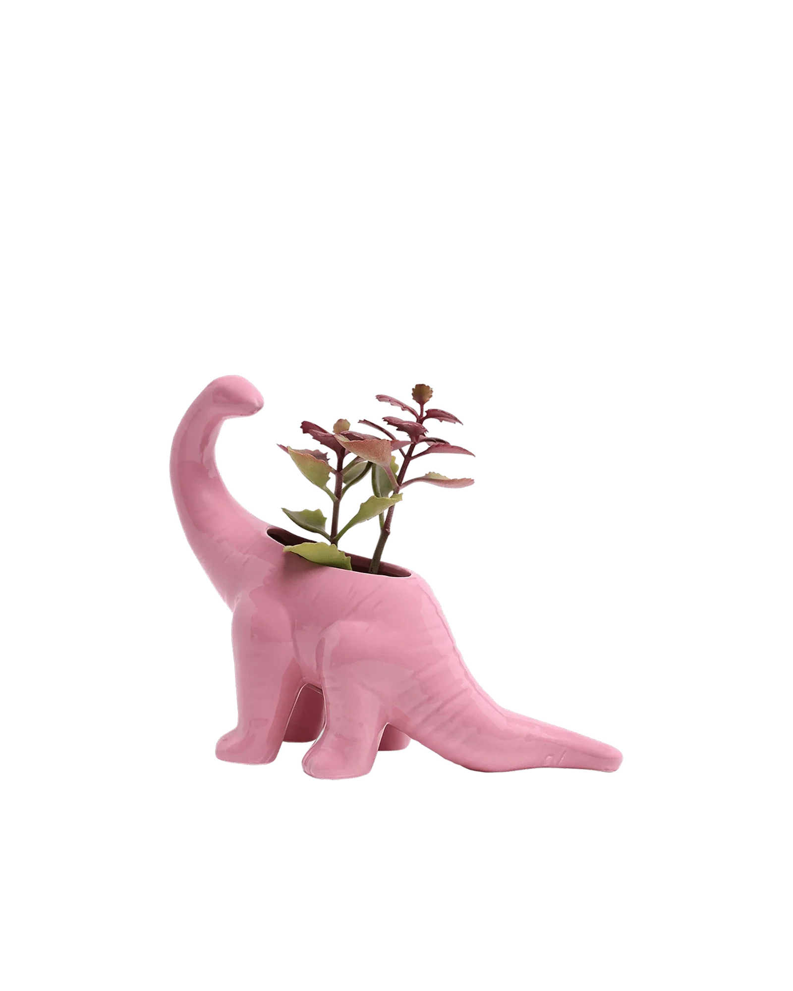 Brontosaurus Ceramic Indoor Plant Pot for Succulents - Image 6