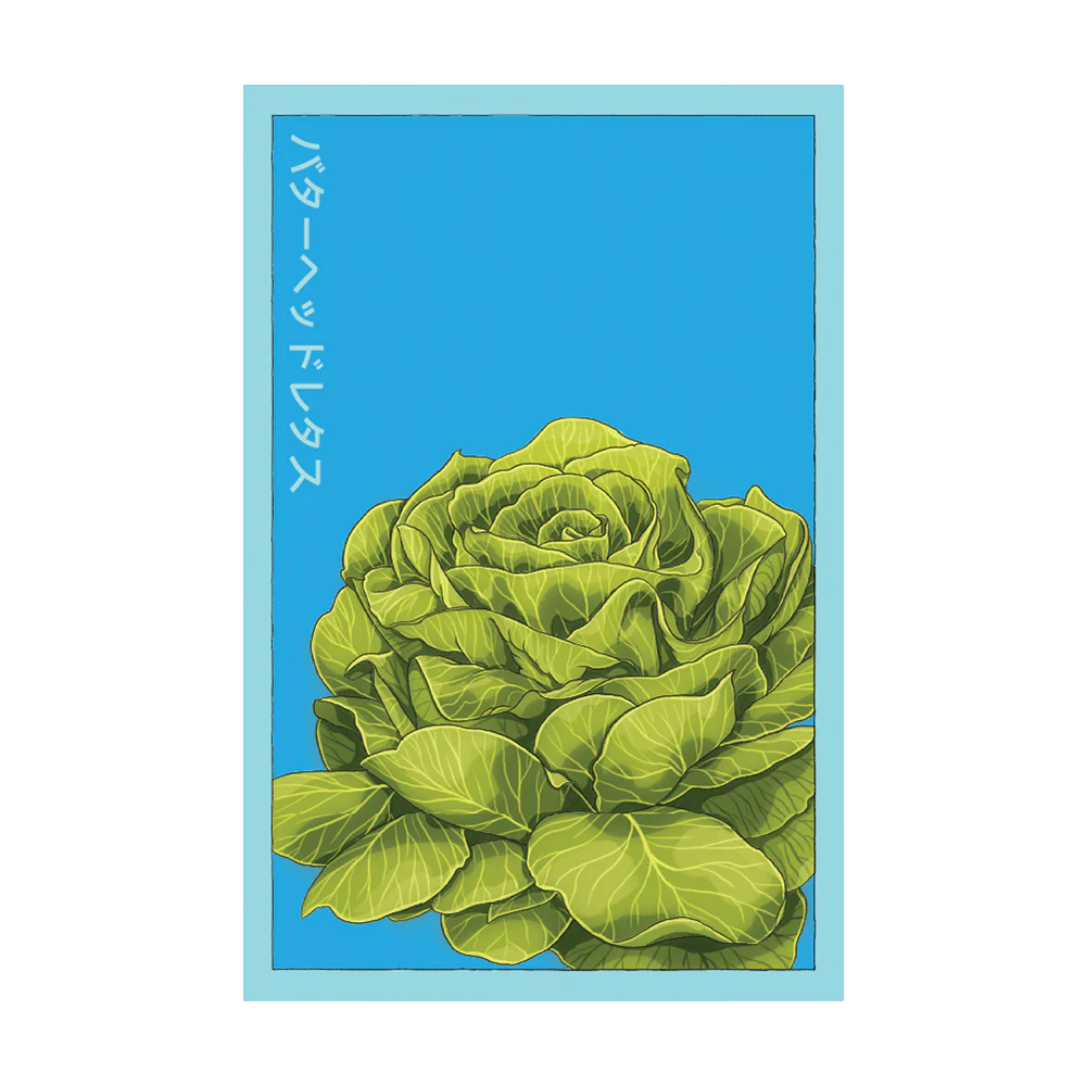 Butterhead Lettuce Vegetable Seeds Packet
