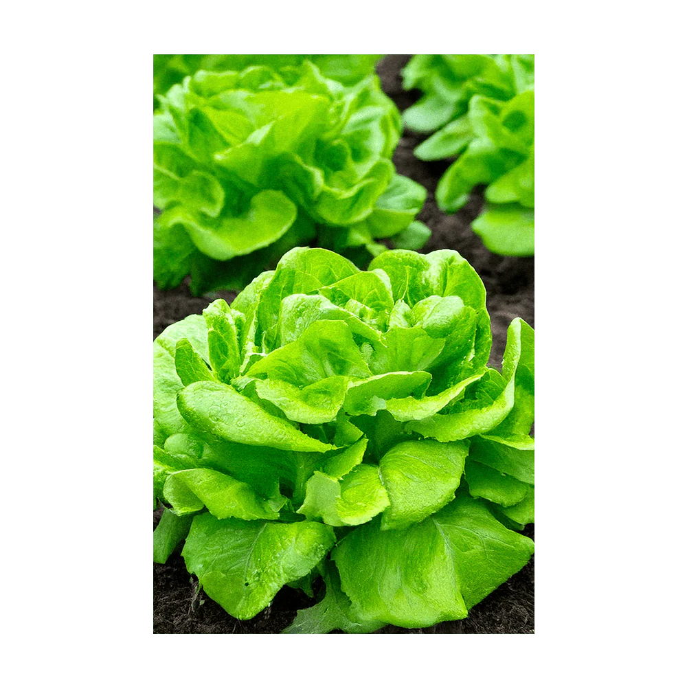 Butterhead Lettuce Vegetable Seeds Packet - Image 3