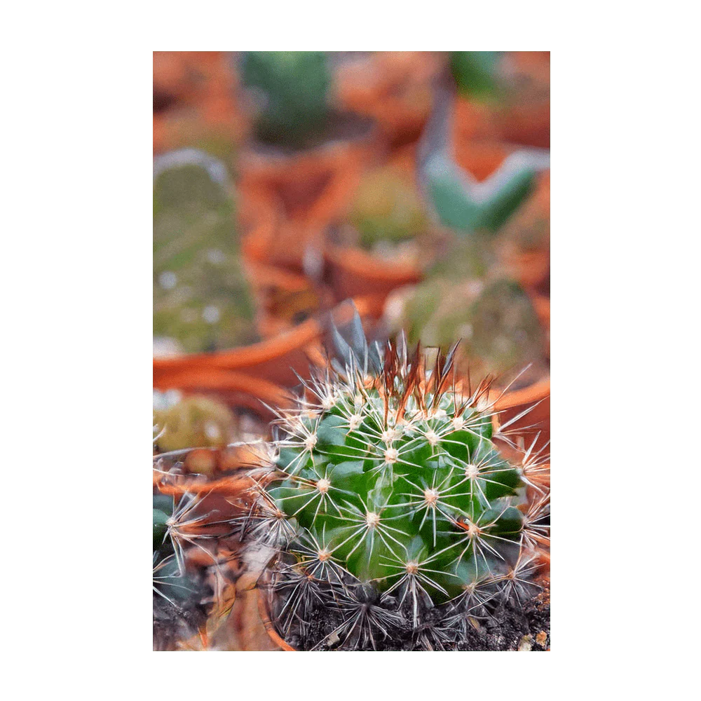 Cactus Indoor Houseplant Seeds Packet - Image 2