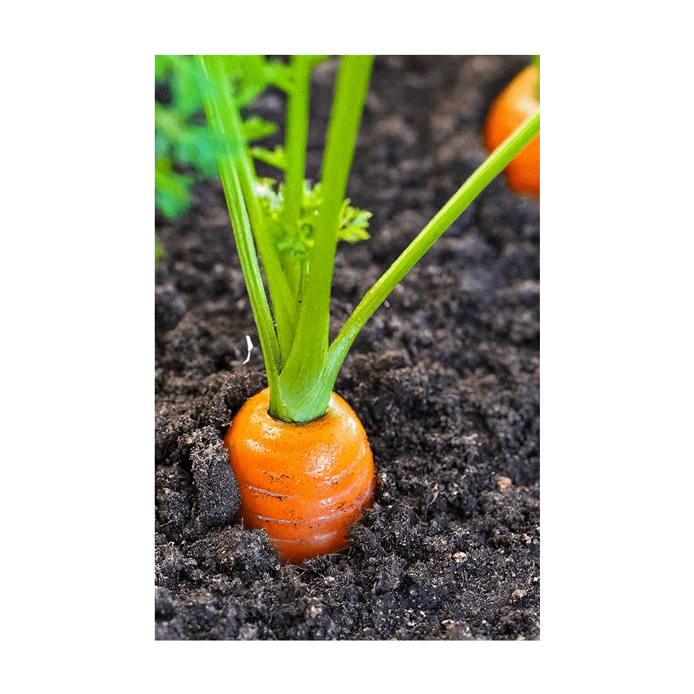 Carrot Vegetable Seeds Packet - Image 3