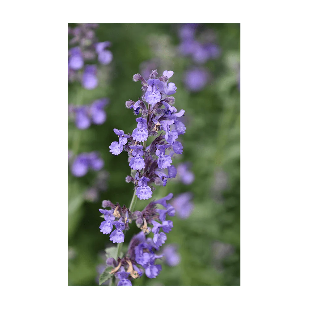 Catnip Flower Seeds Packet - Image 3