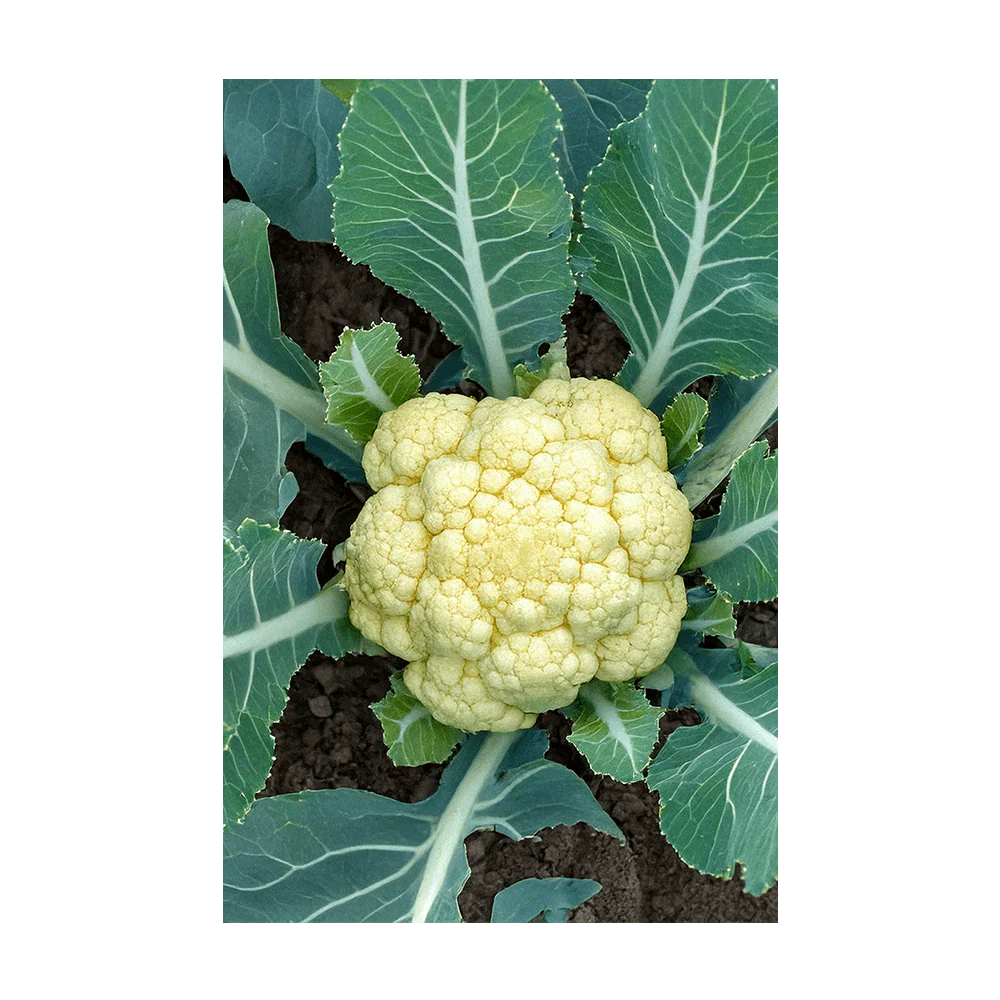 Cauliflower Vegetable Seeds Packet - Image 3