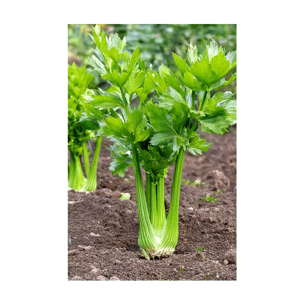 Celery Vegetable Seeds Packet - Image 3