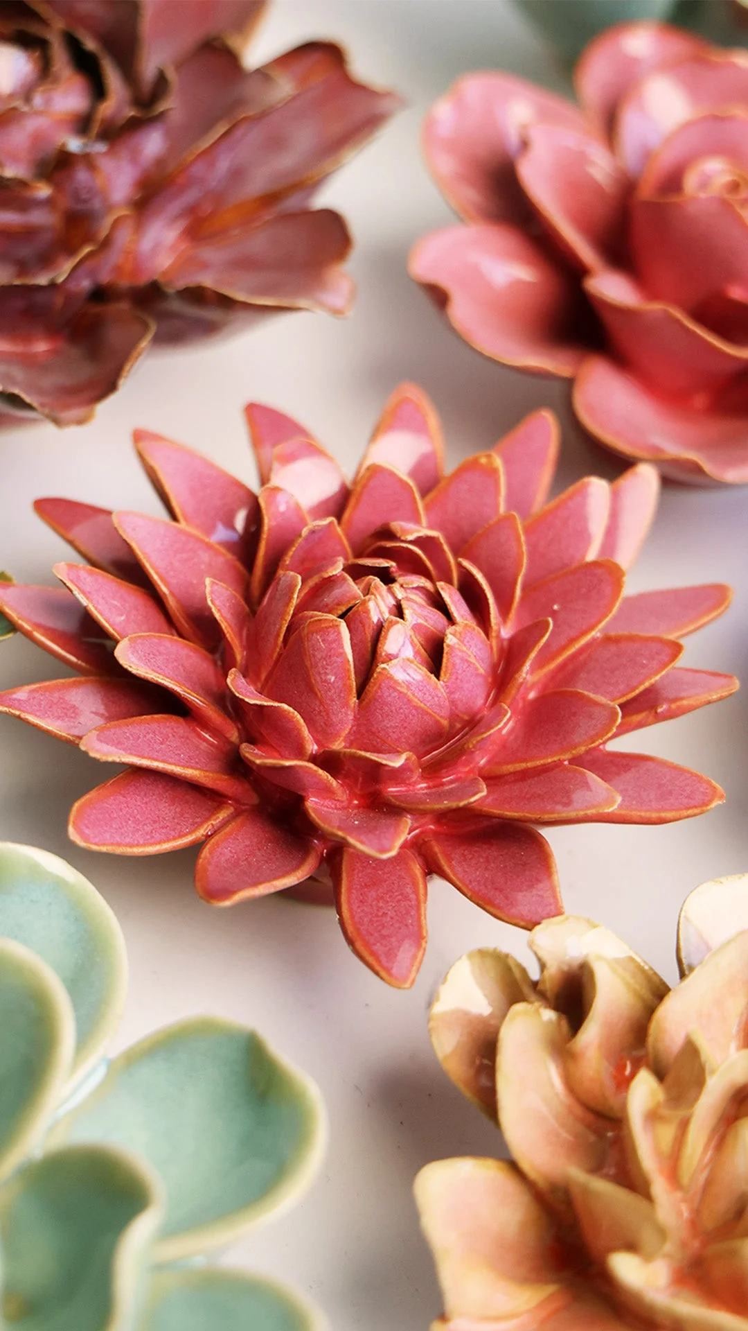Blush Pink Strawflower - Image 4