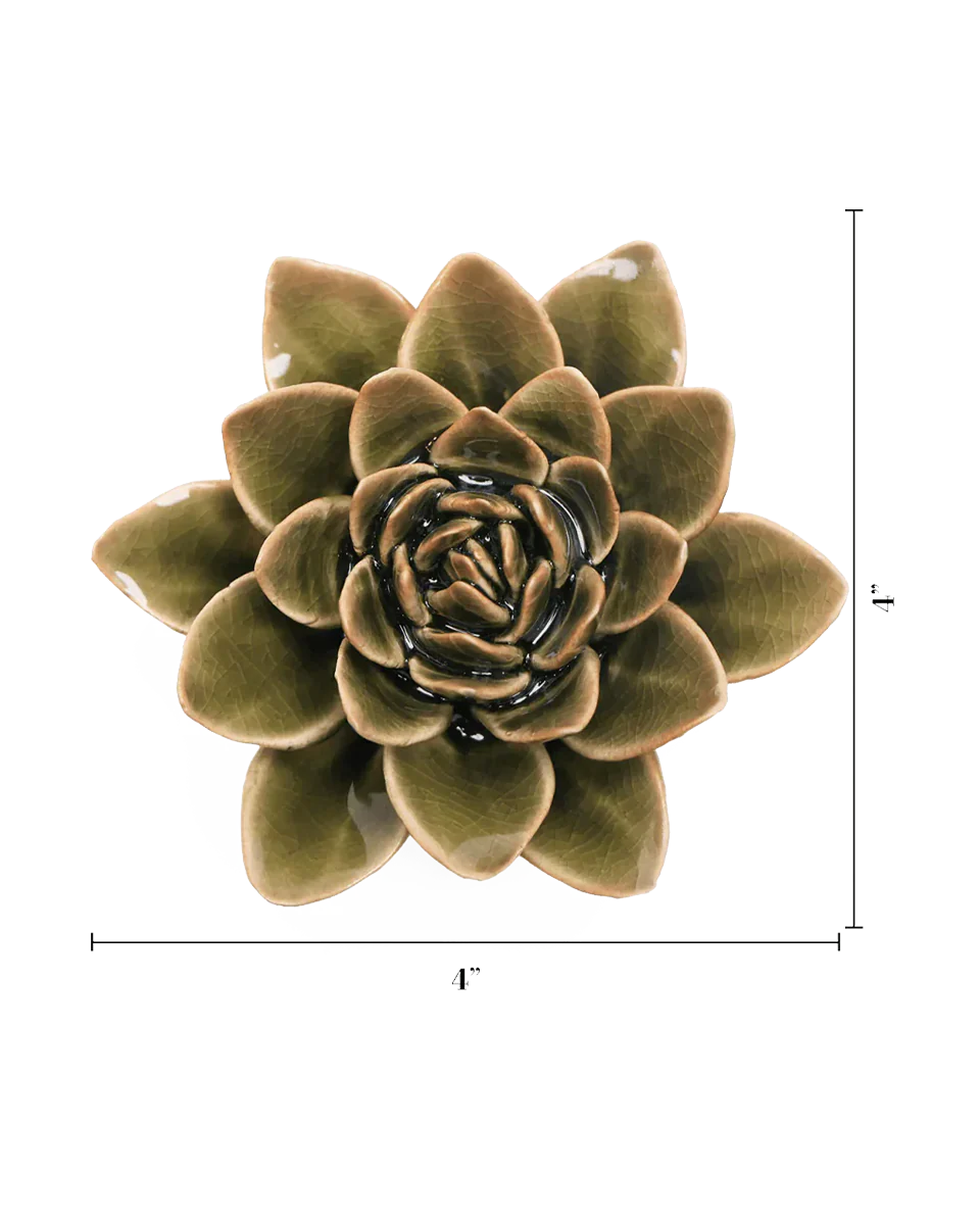 Olive Green Echeveria - Image 3