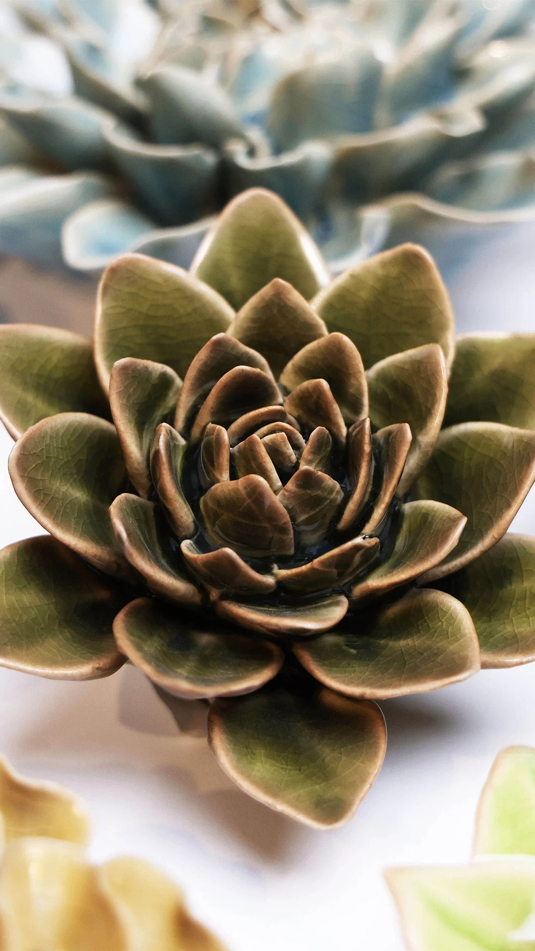 Olive Green Echeveria - Image 4