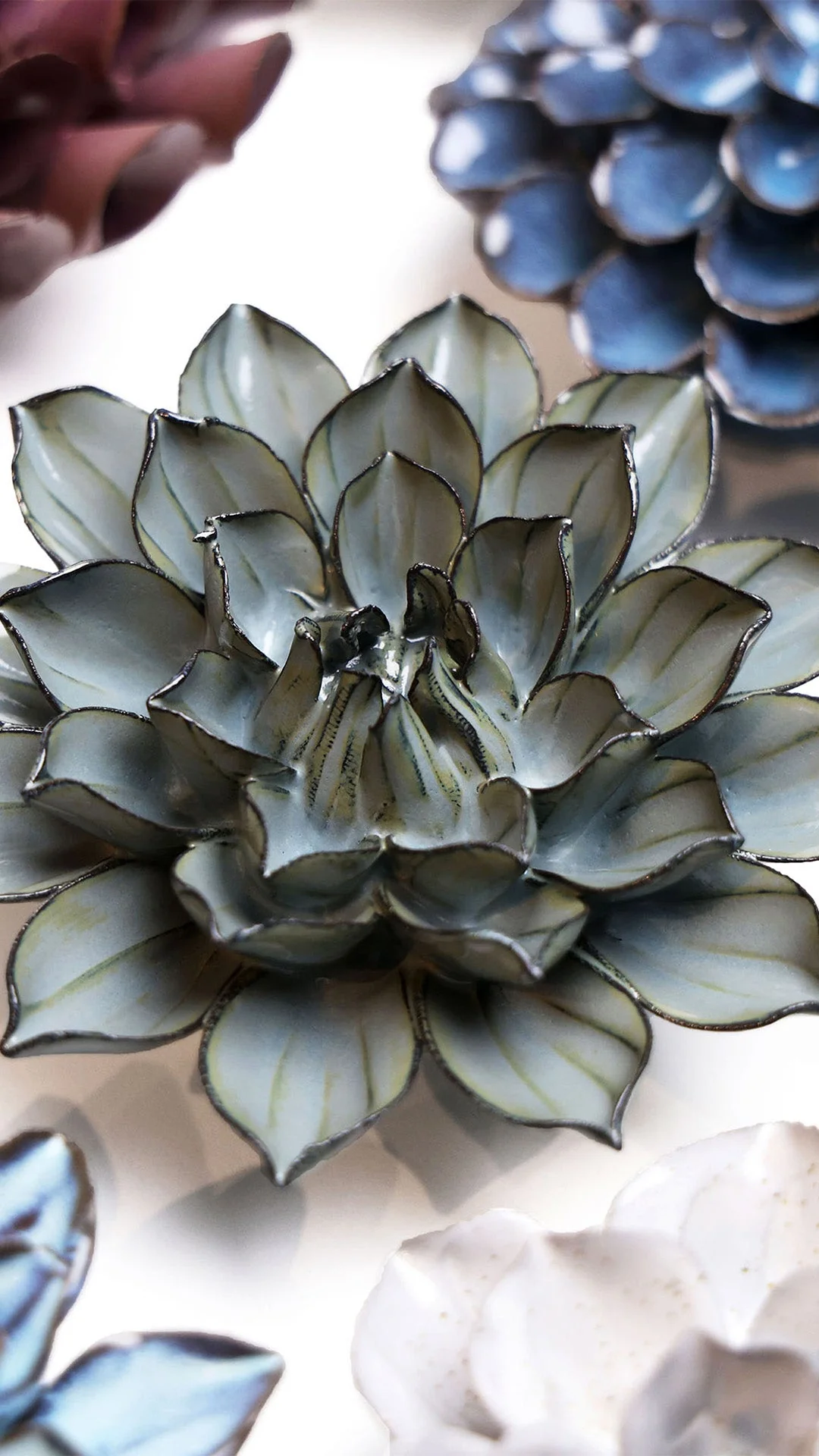 Grey Green Monch Aster - Image 4