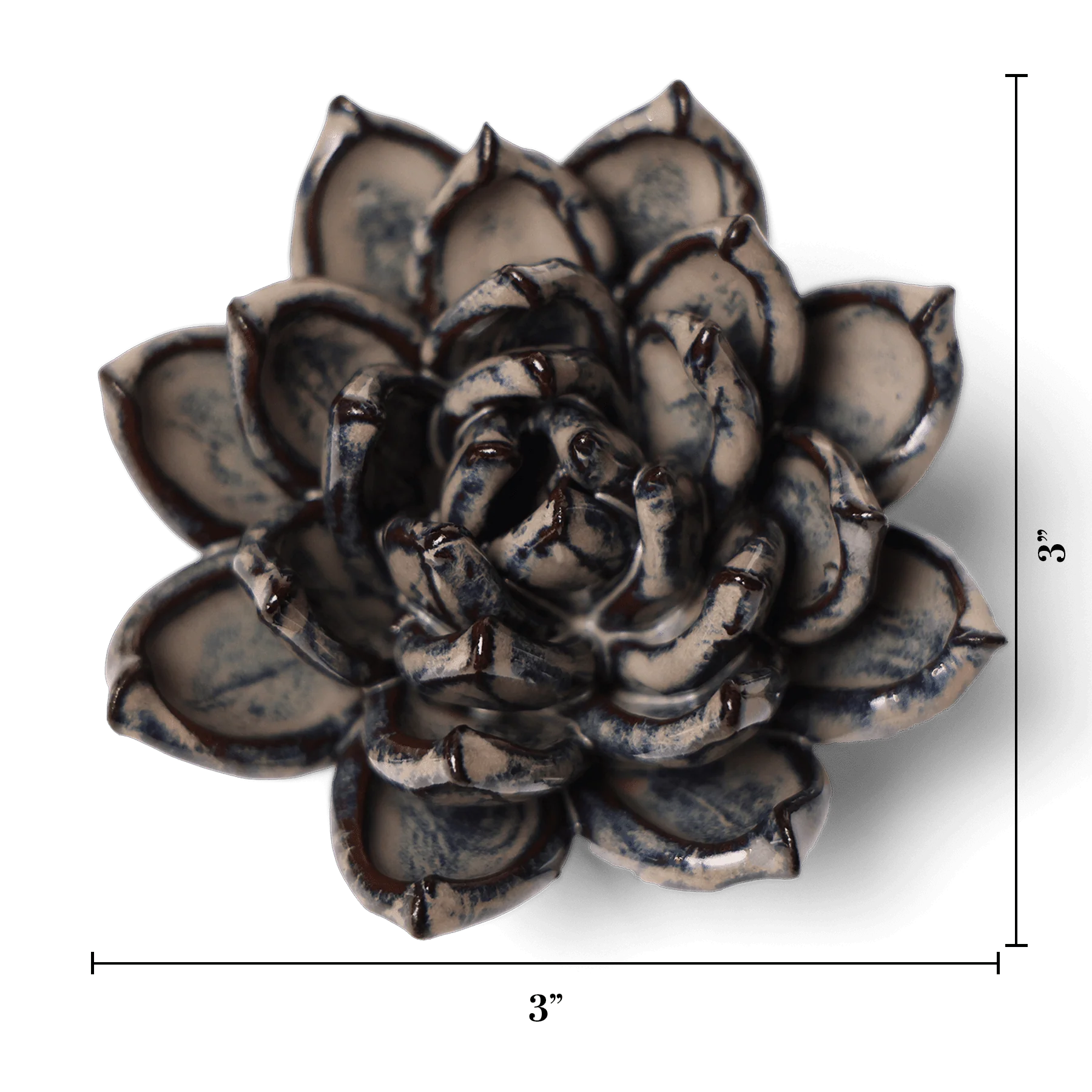 Latte Lola Echeveria - Image 3