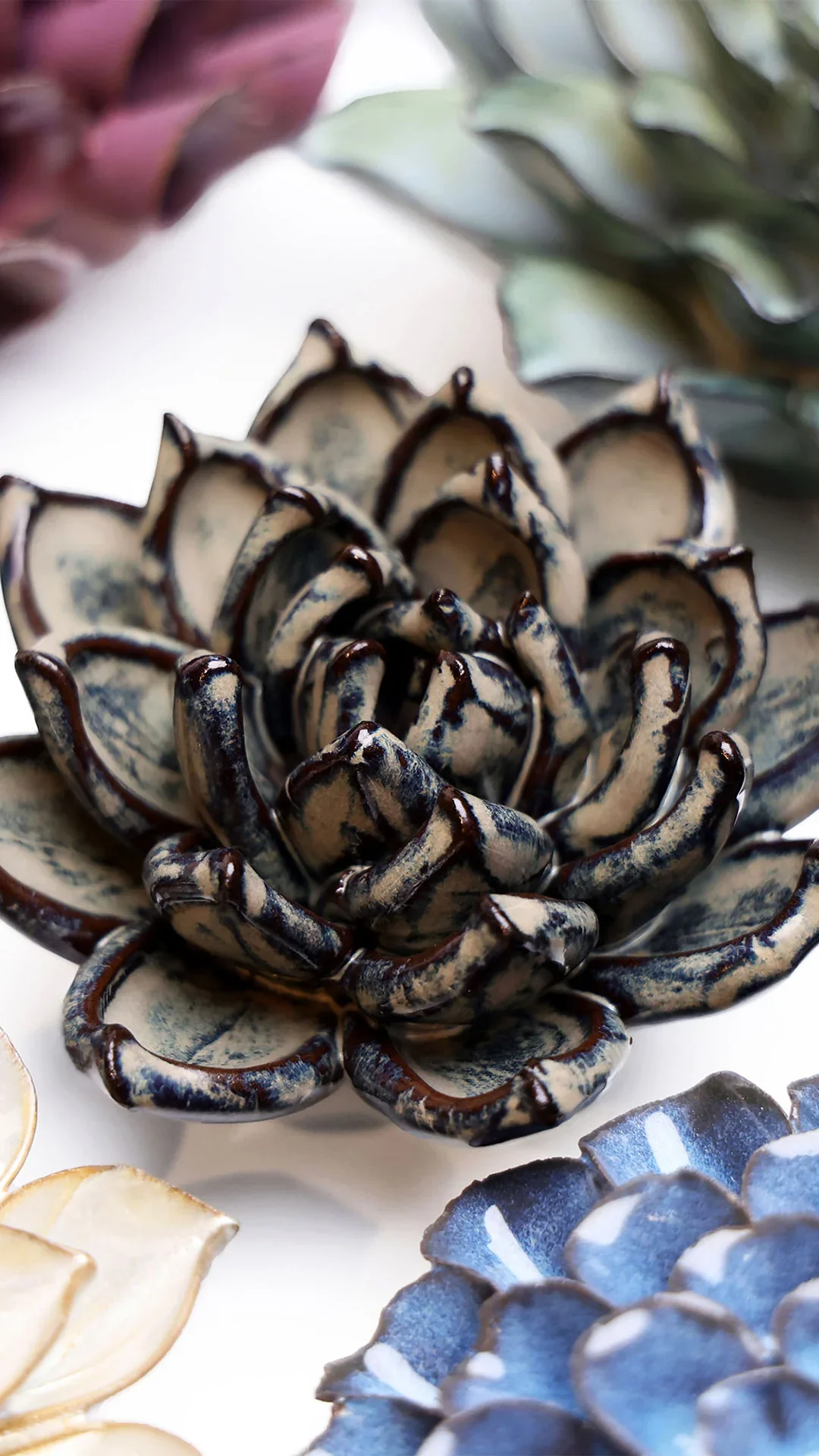 Latte Lola Echeveria - Image 4