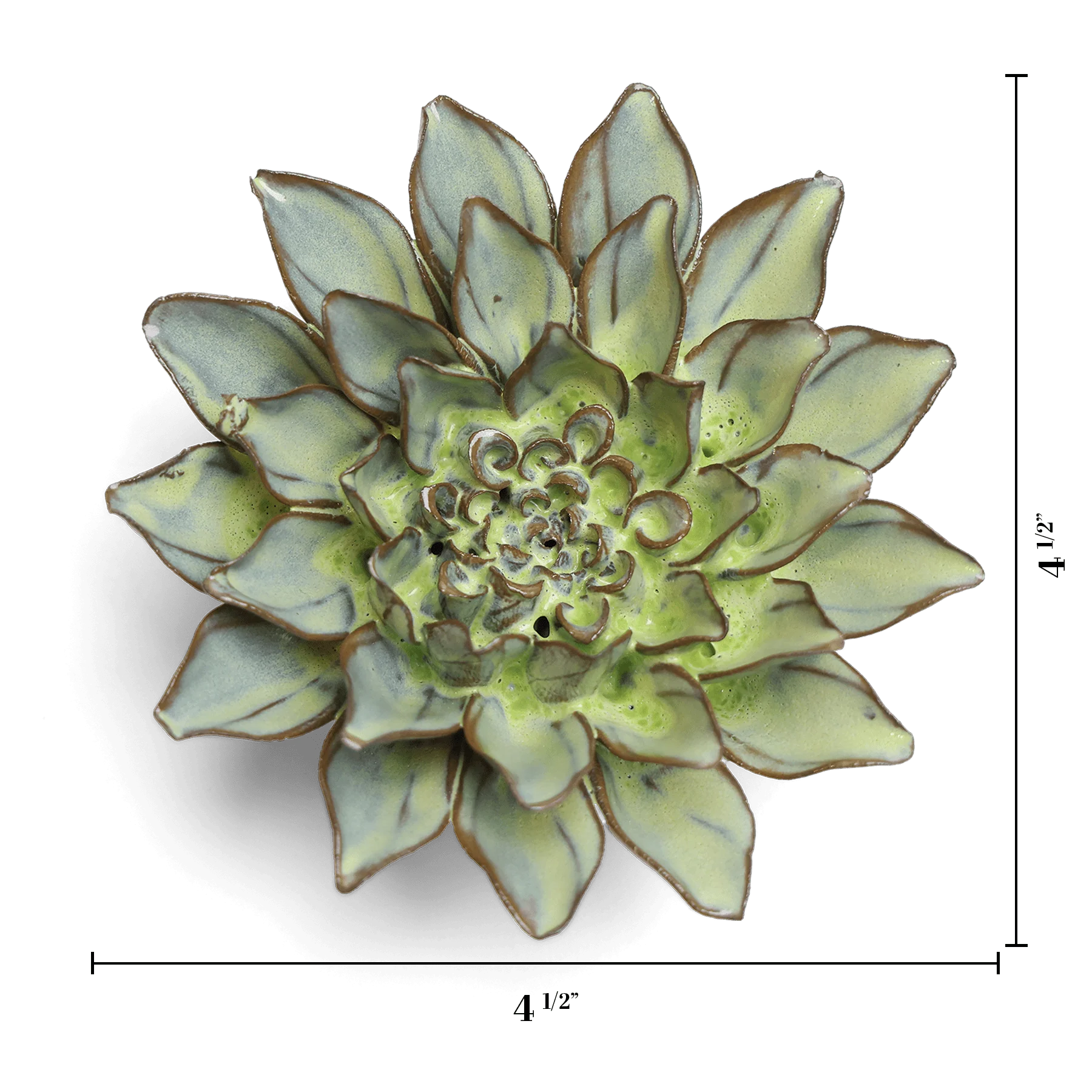 Pear Green Calico Aster - Image 3