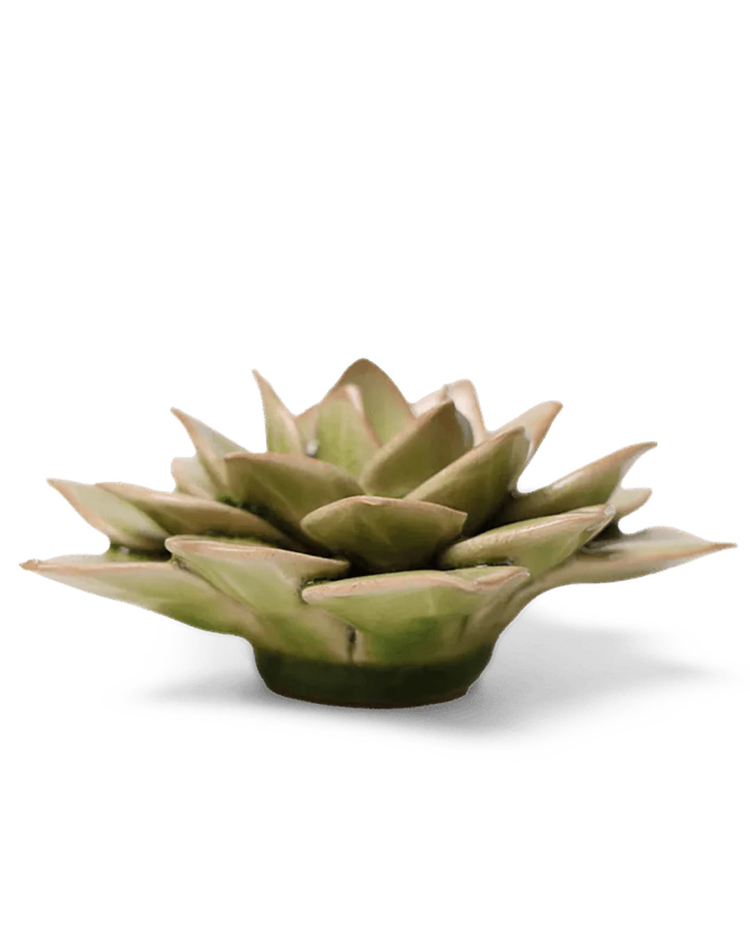 Peridot Green Fairy Echeveria - Image 2