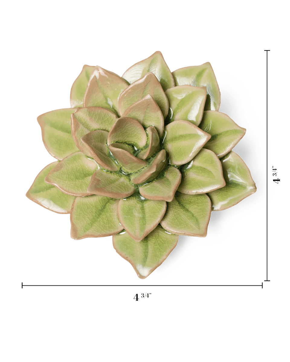 Peridot Green Fairy Echeveria - Image 3