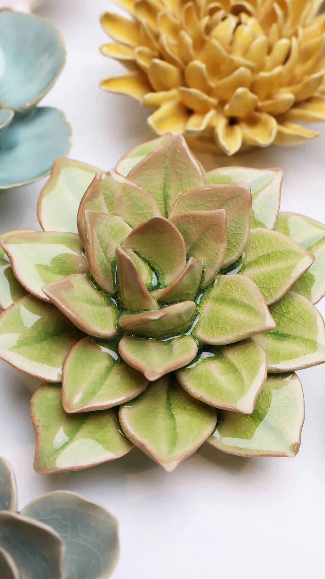 Peridot Green Fairy Echeveria - Image 4